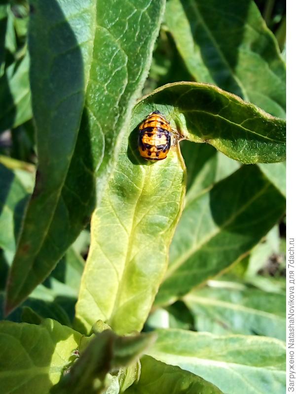 гадкий клоп