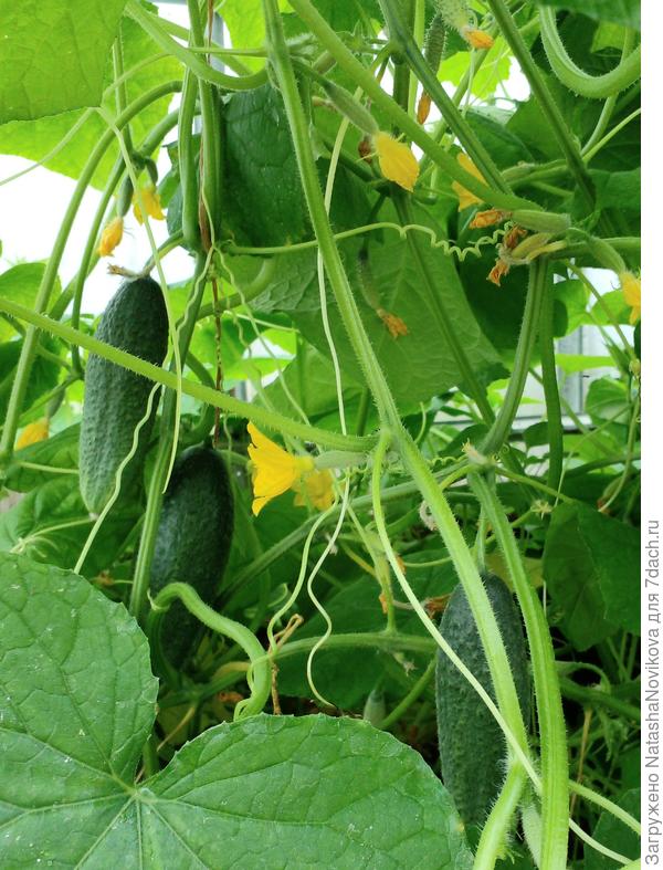 всё перерастает