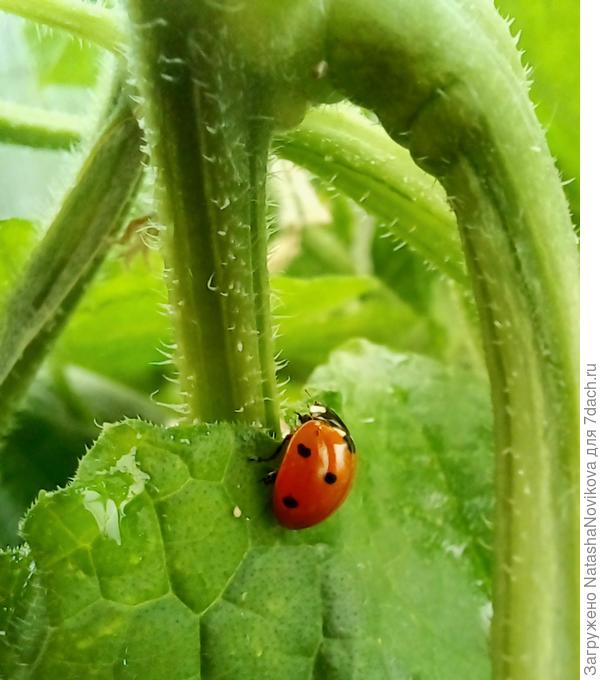 у меня пока только такие