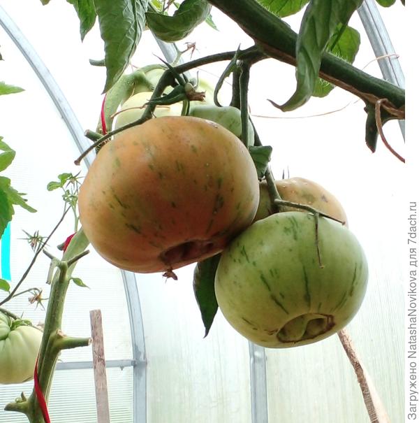 жалко верхние томаты не доспеют