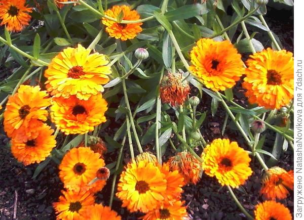 такие ноготки вымерзли в первую же зиму