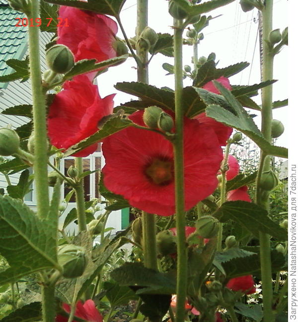 мальва всходит самостоятельно