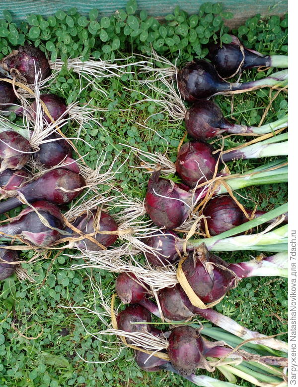 из севка:) август 2021