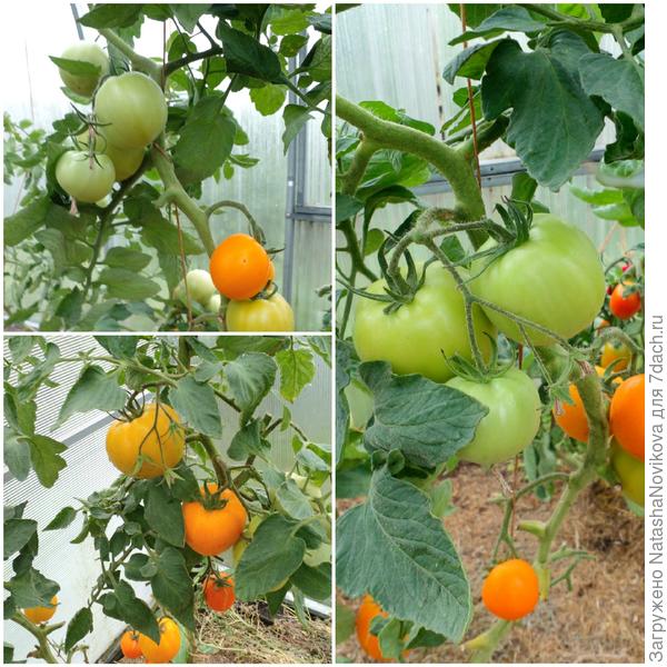 пока все листики чистые, без кладика