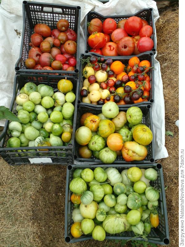 давненько я столько зеленых томатов не снимала, но ждать смысла нет, туманы и сырость, дома доспеют;)