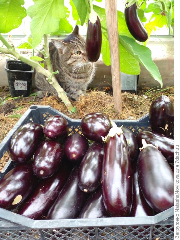 помощница Масяня, как так то? хозяйка собирает, значит и мне надо:)