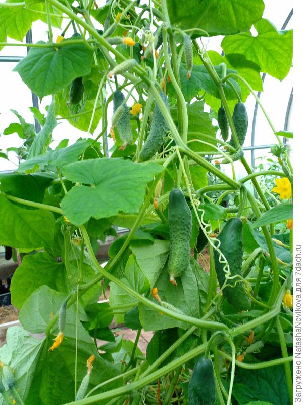 оставлю на два дня и вырву