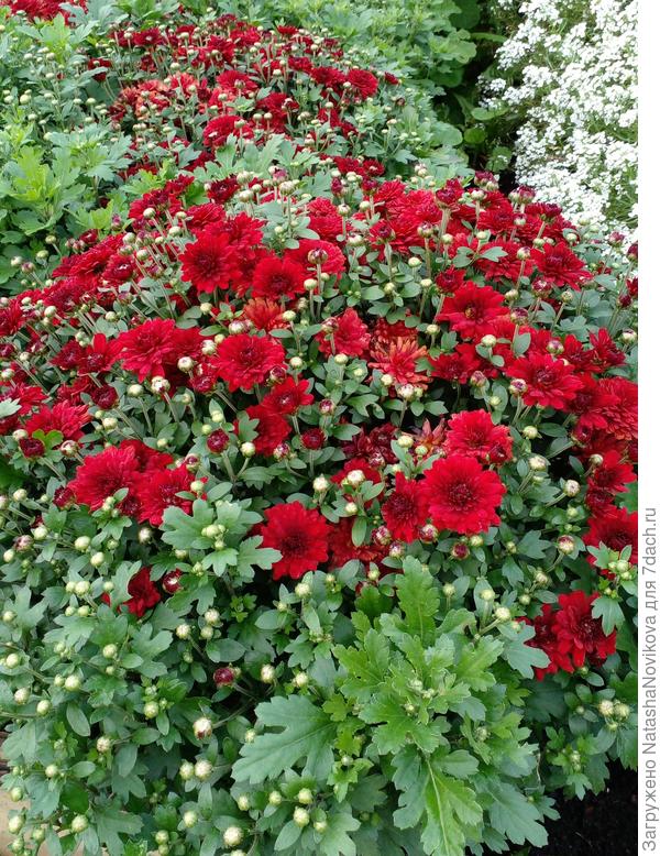 любимые хризочки еле цвету без солнца