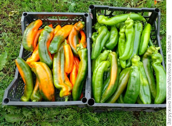 сбилась считать урожай штучно :)