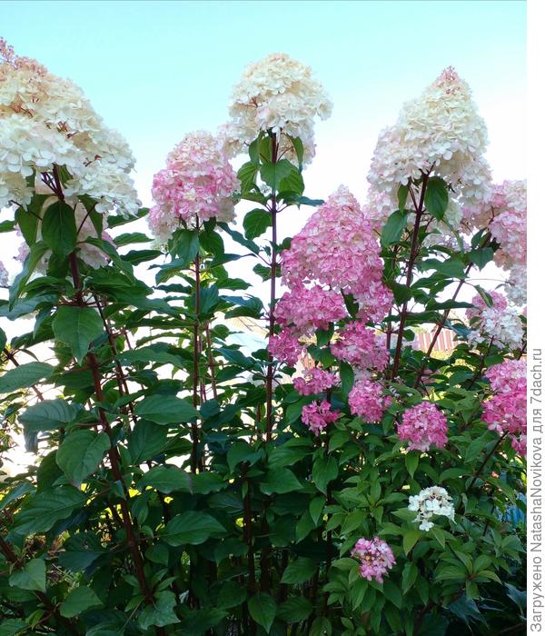 чистое небо и солнышко:)