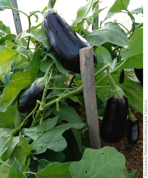 упали бедненькие