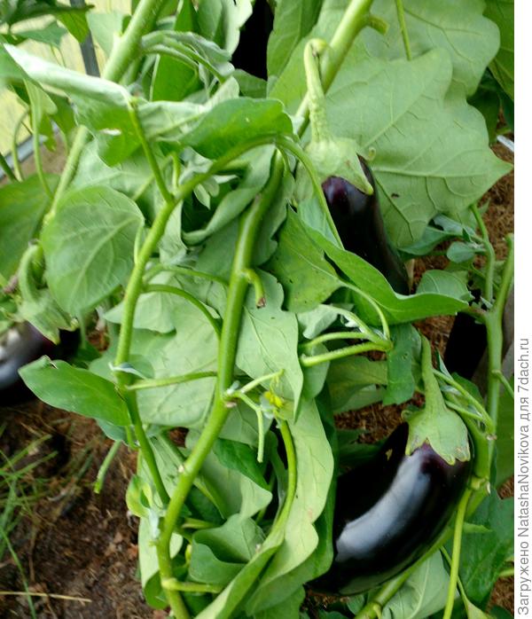 на чём держатся...