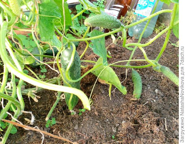 растёт без ухода