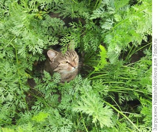 охраняет урожай :)