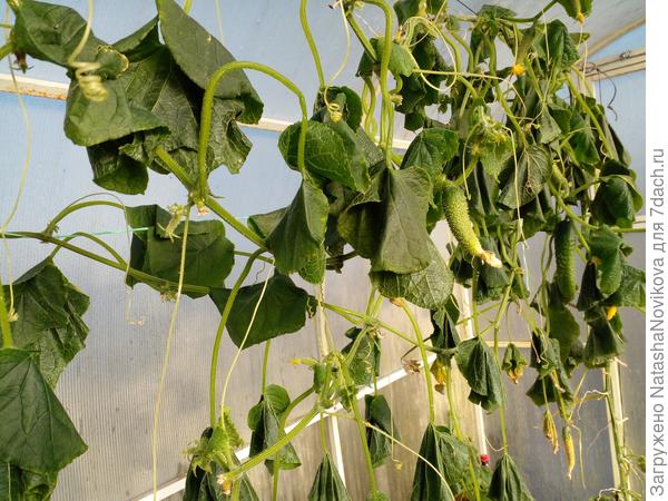 огурчики даже в теплице сказали &quot;хватит&quot;