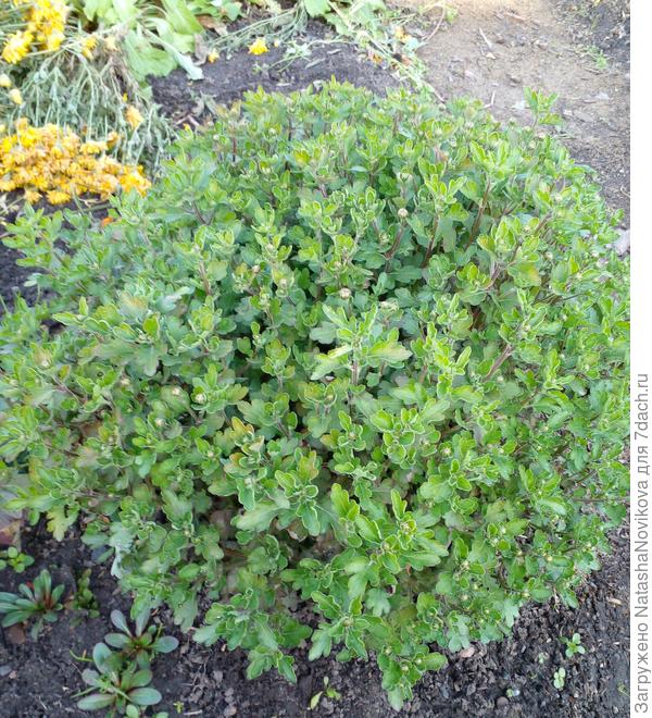 это только кажется, что кустики мощные