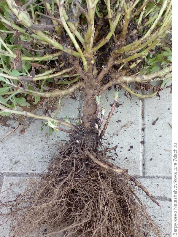 корневая мочковатая