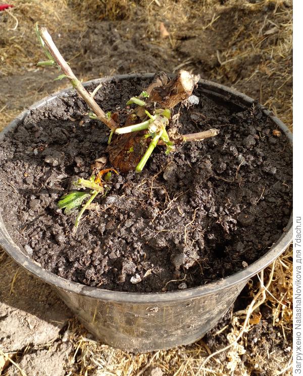 в феврале проснётся