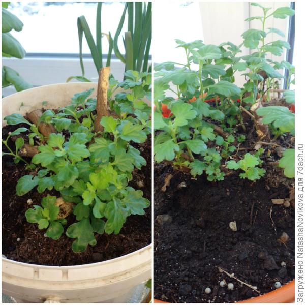 и будет много черенков:)