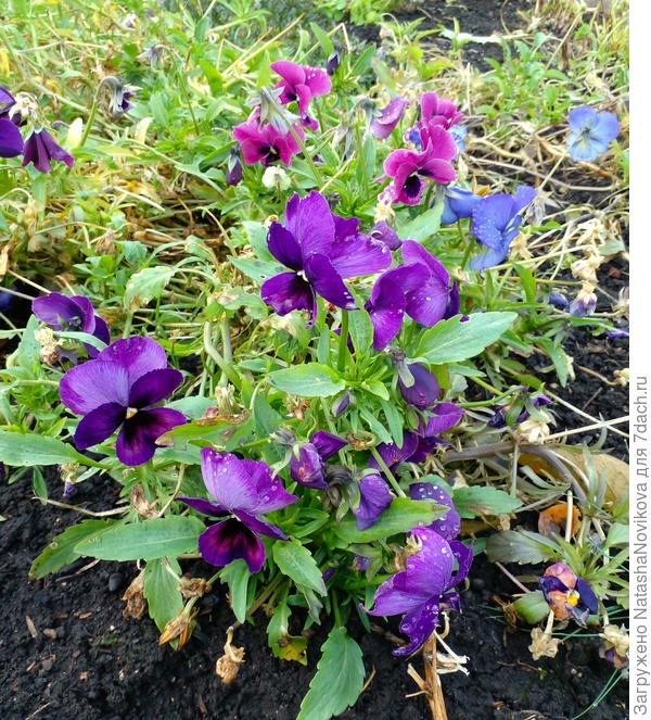 виолы держатся до последнего