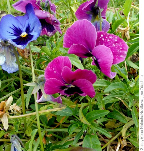 со слёзками