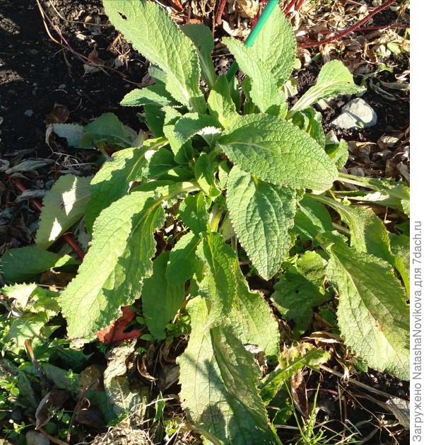 самосев в октябре уже такой