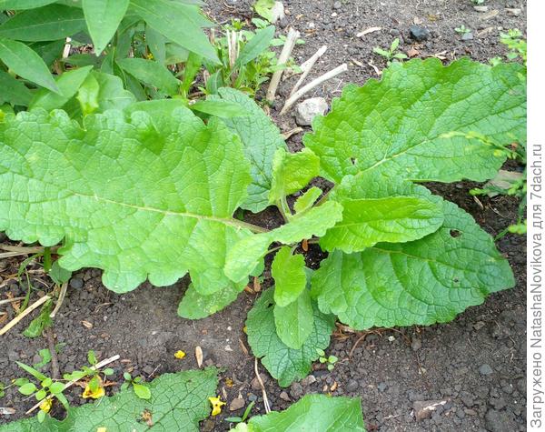 в конце апреля, после схода снега, сразу выскакивает розетка