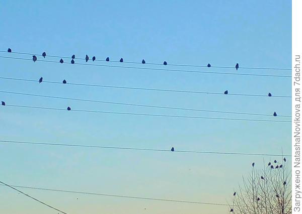 птичек много