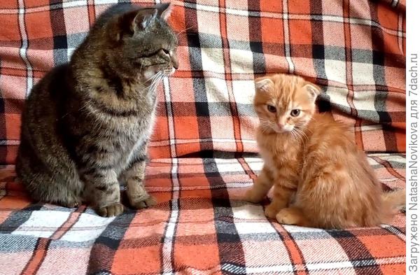 Масянька нянчится с Маркизом:)