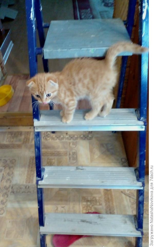 помощник мой :)