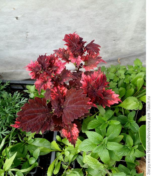 рассаду высаживанию после заморозков, гелиотроп закаляю в теплице;) он внизу правее:)