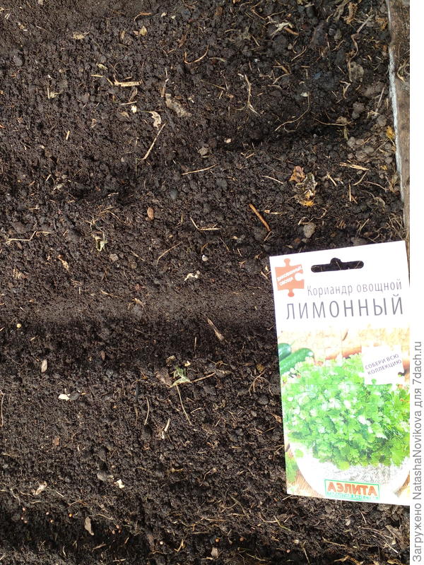 сеяла в середине апреля в теплице