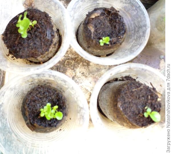 ампельная &quot;марин блю&quot; семена Алтая всхожесть отвратительная из 7-ми гранул взошли только 4:(