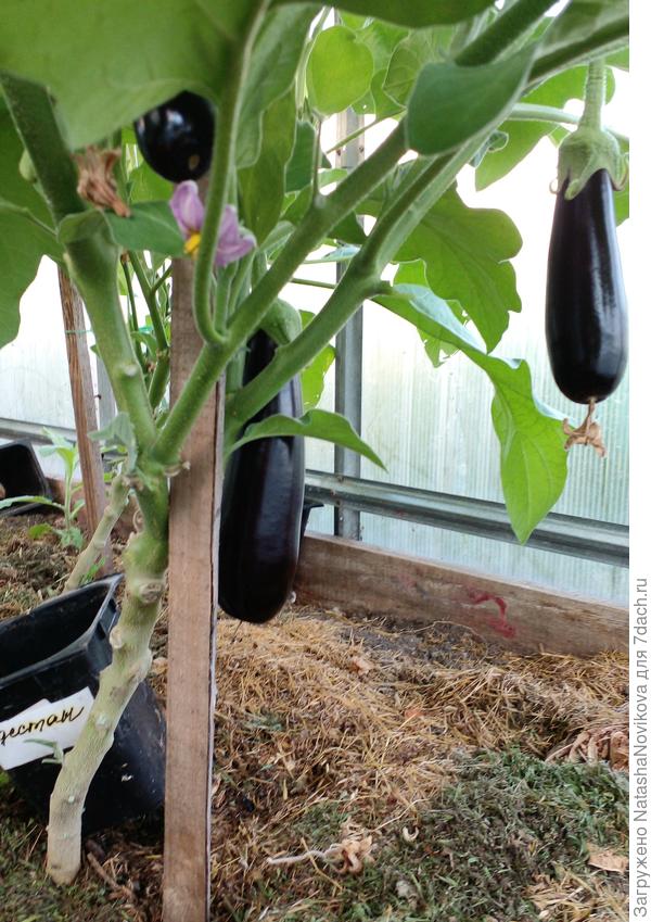 дестан в июле 2022 года конечно это не первые плоды, гибрид ранни кушали с первых чискл июля