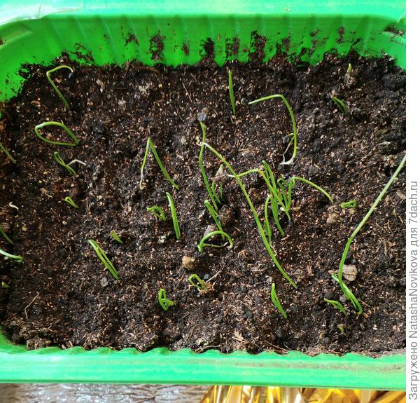 ялтинский от "гавриш"