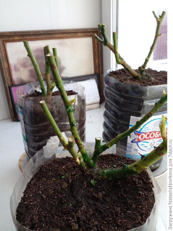 сегодня утром чикнула им макушечки по 1/1,5 см стволики белые, может зря паникую