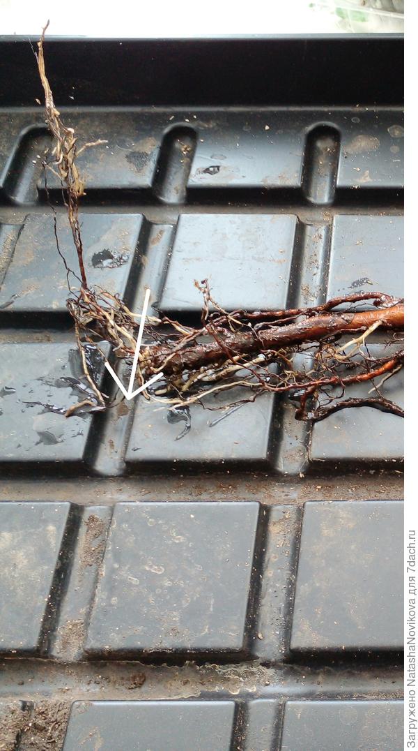 по стрелочке, чуть левее см на 2, хочу обчикать перед посадкой в горшок