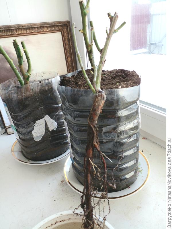 вот на переднем плане у саженца, как и у всех остальных, корневая много больше баланса