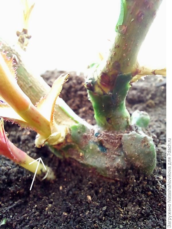 отросток под стрелкой изначально при посадке саженца рос как бы изнутри прививки, теперь я его чикаю?
