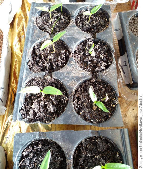 палермо для друзей замоченными семенами высеивала 13 марта