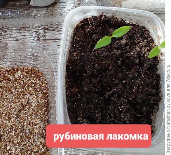 эту лакомку еле дождалась, но всё равно буду выращивать, всходила 14 дней