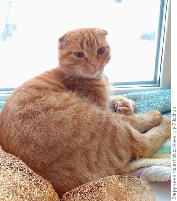 а это конкурент рассады, занял место и доволен