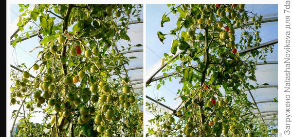 средняя грядка в начале июля, боковым грядкам едва хватало света