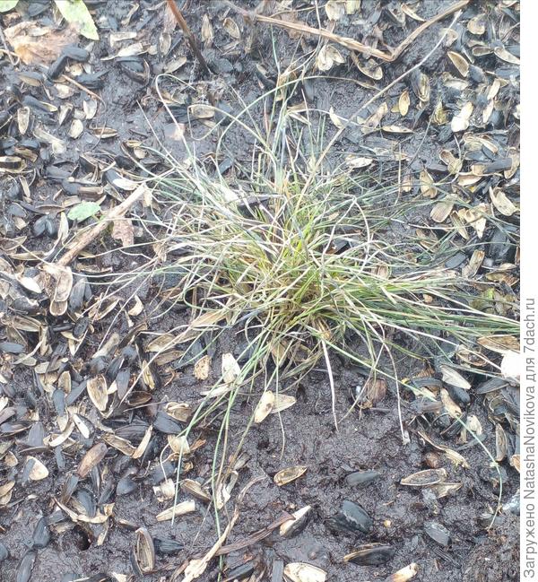 овсянница то же вроде жива, пока...ещё минуса ночами будут