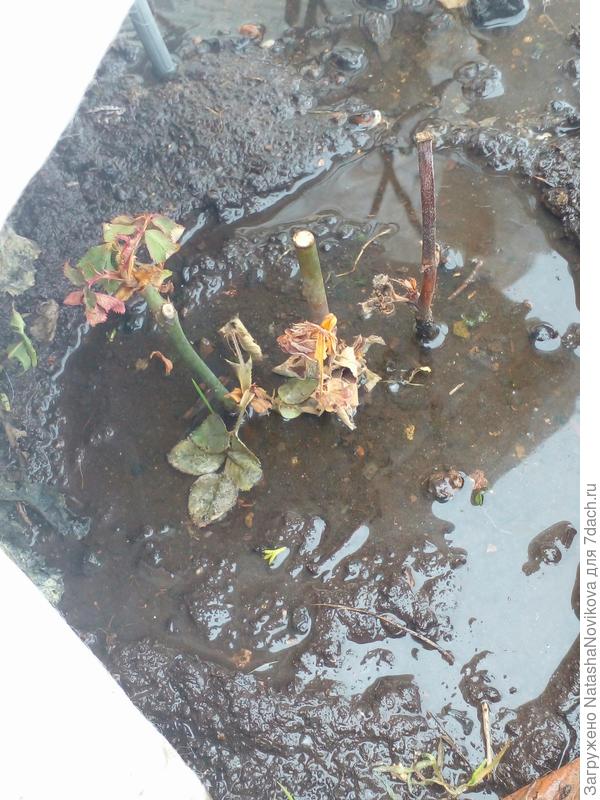 а вот черенки тонут, наверное, погибнут, отвести воду не возможно - лёд;(