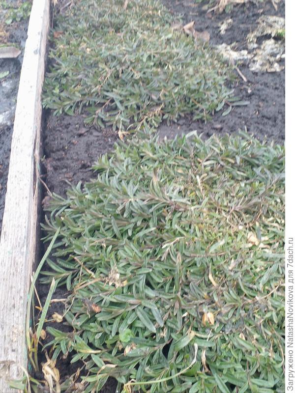 гвоздики расползлись сплошной куртиной