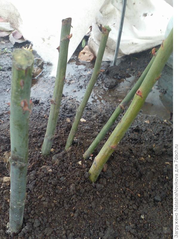 роза перезимовала нормально