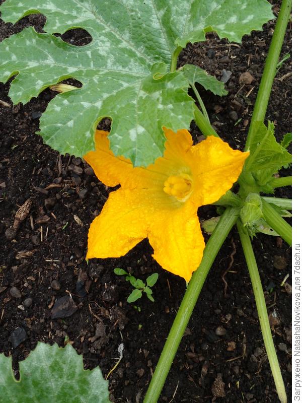 первое цветение 22 июня