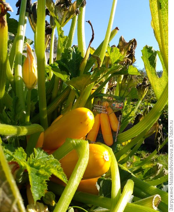 5 сентября, казалось бы - вот он, массовый сбор, но заморозки уже отметились на кабачках, так что для меня выращивать кабачки через рассаду оптимально.