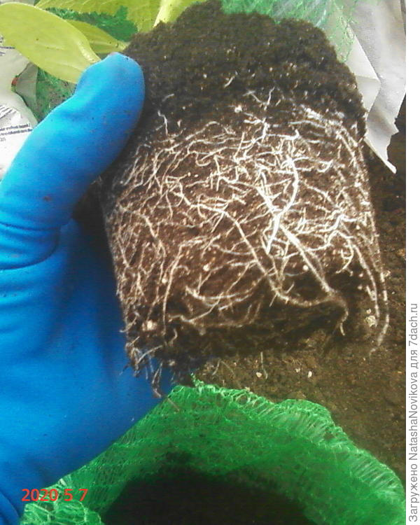 здесь рассаде ещё месяца нет, горшки были 0.5 л